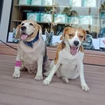JoeBeagle - @beaglemaleemanow - Instagram
