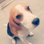 joey joy - @joe.beagle.joy - Instagram