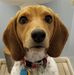 Little Joe the Beagle - Facebook