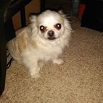 Joe Belcher - @joeb.61 - Instagram