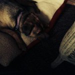 Joe Blythe - @doggyjoe101 - Instagram