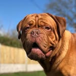 Joe Bordeaux! - @joe_bordeaux - Instagram
