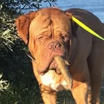 Joep the bordeauxdog - @itsjoep_the_bordeauxdog - Instagram