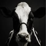Joe Bouchard - @joe_bouchard4 - Instagram