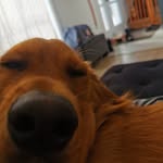 Joe Bouchard - @joeb0u - Instagram
