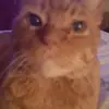 BUTCH - @joebramlett - TikTok
