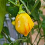 Joe Brent - @chillipepperjoe - Instagram