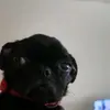pls like - @joebrinson41 - TikTok