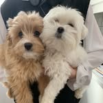 Brontë and Joey Downie - @brontejoeydownie - Instagram