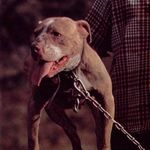 Joe Bundy - @mass.v.b.va - Instagram