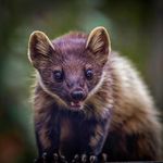 Joe Burdett Nature Photography - @joe.burdett - Instagram