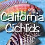 Joe Candelaria Jr. - @californiacichlids - Instagram