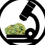 Joe | Nugs Up Close - @nugsupclose - Instagram
