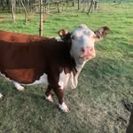 Joe Coakley - @coakley9834 - Instagram
