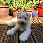 J o e     C o l u m b o - @joecolumbodog - Instagram