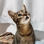 Bacuri, Joe Jambú e os Maine Coons - @bacuricomjambu - Instagram
