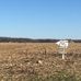 Joe Biden Corn Maze - Facebook