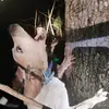 Joe Corn - @thatguy0693 - TikTok