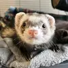 Tiny Paws Ferret Rescue - @joe.correll - TikTok
