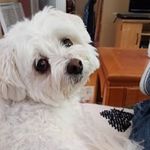 Joe Costanza - @costanzajoe - Instagram