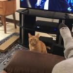 Joe Cote - @joe.cote.182 - Instagram