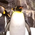 Joe😀 Penguin Lover🐧im A Legand - @joe_crew - Instagram