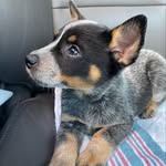 💝🐾 𝕁𝕠𝕖𝕪 𝔾𝕚𝕣𝕝 ＋ 𝚃𝚊𝚝𝚎𝚛 𝚃𝚘𝚝 🐾💙 - @cuppa_joey_heelergirl - Instagram