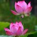 Joe Dao - Facebook