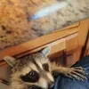 Joel Deckard - @joel.deckard - TikTok
