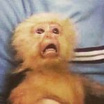 Joe Denney - @joe_turtles - Instagram