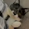 Joey - @joedevita0 - TikTok