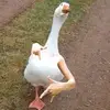 Joe Eichman - @joe..eichman - TikTok