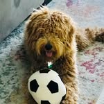 Joe Ellermeier - @joeyellermeier - Instagram