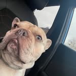 Merlinthefrenchie - @joefarrow3 - Instagram