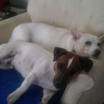 Joe Ferlauto - @joeferlauto - Instagram