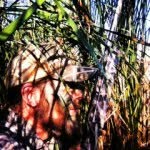 JOE Franko - @outfishme - Instagram