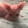 Joe No Fur-Row - @joenofur.row - TikTok