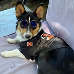 @joefurrow_thecorgi - Instagram