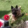Joe Gerard - @joe.gerard - TikTok