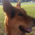 Joe - @joe.german_shepherd - Instagram