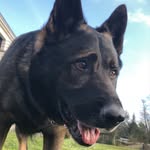 Joe - @joe_germanshepherd - Instagram
