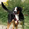Hannes Bersem - @joe_from_germany - TikTok