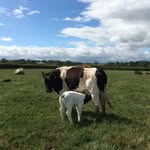 Joe Goddard - @joegoddard2020 - Instagram