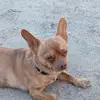 Gonzo Gray's dad - @joegray8735 - TikTok
