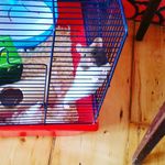 joey gunning - @joey_the_hamster12 - Instagram