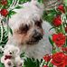Joe Guyette - Facebook
