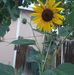 Joe Haase - Facebook