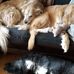 Joe laforge Hanke - Facebook