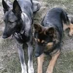 Joe Harshbarger - @harshbargerjoe - Instagram