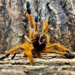 Joe - @joehedgesreptiles - Instagram